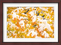 Framed White River National Forest, Snow Coats Aspen Trees In Winter