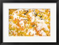 Framed White River National Forest, Snow Coats Aspen Trees In Winter