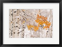 Framed Colorado, White River National Forest, Snow Coats Aspen Trees In Winter