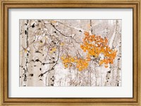 Framed Colorado, White River National Forest, Snow Coats Aspen Trees In Winter
