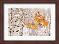 Framed Colorado, White River National Forest, Snow Coats Aspen Trees In Winter