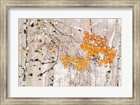 Framed Colorado, White River National Forest, Snow Coats Aspen Trees In Winter