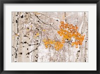 Framed Colorado, White River National Forest, Snow Coats Aspen Trees In Winter