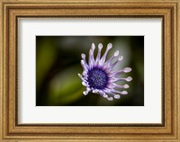 Framed Colorado, Fort Collins, African Daisy Close-Up