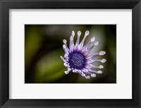 Framed Colorado, Fort Collins, African Daisy Close-Up