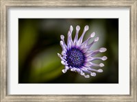Framed Colorado, Fort Collins, African Daisy Close-Up