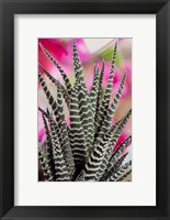 Framed Colorado, Fort Collins, Zebra Plant Succulent
