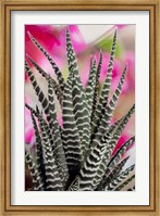 Framed Colorado, Fort Collins, Zebra Plant Succulent