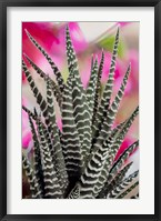 Framed Colorado, Fort Collins, Zebra Plant Succulent