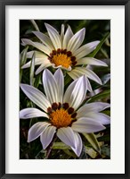 Framed Colorado, Fort Collins, White Flower Close-Up