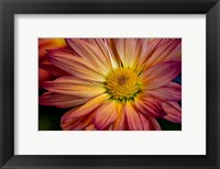 Framed Colorado, Fort Collins, Daisy Flower Close-Up 1
