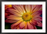 Framed Colorado, Fort Collins, Daisy Flower Close-Up 1