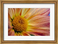 Framed Colorado, Fort Collins, Daisy Flower Close-Up 2
