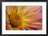 Framed Colorado, Fort Collins, Daisy Flower Close-Up 2