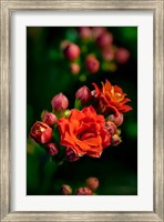 Framed Colorado, Fort Collins, Kalanchoe Flowers Close-Up