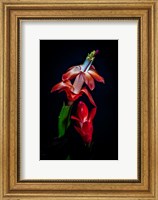 Framed Colorado, Fort Collins, Red Christmas Cactus Plant