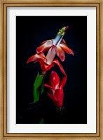 Framed Colorado, Fort Collins, Red Christmas Cactus Plant