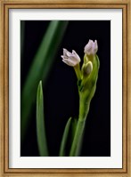 Framed Paperwhite Flower Plant Close-Up