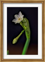 Framed Colorado, Paperwhite Flower Plant Close-Up