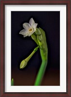 Framed Colorado, Paperwhite Flower Plant Close-Up