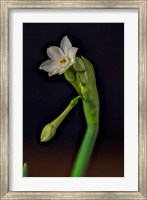 Framed Colorado, Paperwhite Flower Plant Close-Up