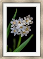 Framed Colorado, Fort Collins, Paperwhite Flower Plant Close-Up