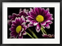 Framed Colorado, Fort Collins, Orinoco Daisies Close-Up