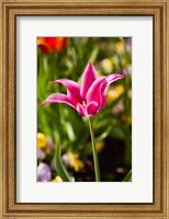 Framed Spring Flowers On Pearl Street, Boulder, Colorado