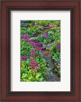 Framed Marsh Primrose Along Small Stream, Winterthur Gardens, New Castle County, Delaware