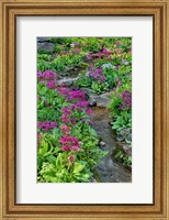 Framed Marsh Primrose Along Small Stream, Winterthur Gardens, New Castle County, Delaware