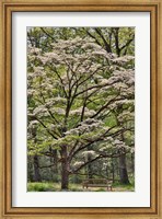Framed Bench Under Blooming White Dogwood Amongst The Hardwood Tree, Hockessin, Delaware