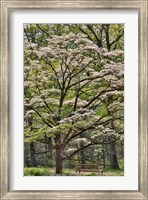 Framed Bench Under Blooming White Dogwood Amongst The Hardwood Tree, Hockessin, Delaware