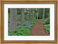 Framed Mt, Cuba Center, Hockessin, Delaware, Along The Woods Path Rimmed By Wildflowers