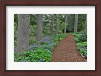 Framed Mt, Cuba Center, Hockessin, Delaware, Along The Woods Path Rimmed By Wildflowers