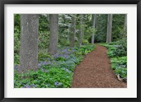 Framed Mt, Cuba Center, Hockessin, Delaware, Along The Woods Path Rimmed By Wildflowers
