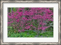 Framed Redbud Tree In Full Bloom, Mt, Cuba Center, Hockessin, Delaware