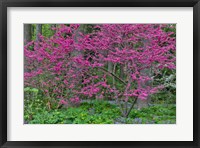 Framed Redbud Tree In Full Bloom, Mt, Cuba Center, Hockessin, Delaware