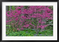 Framed Redbud Tree In Full Bloom, Mt, Cuba Center, Hockessin, Delaware