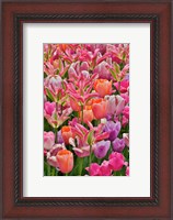 Framed Tulips In Planters, Formal Garden, Mt, Hockessin, Delaware