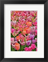 Framed Tulips In Planters, Formal Garden, Mt, Hockessin, Delaware