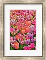 Framed Tulips In Planters, Formal Garden, Mt, Hockessin, Delaware