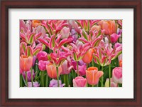 Framed Tulips In Planters, Formal Garden, Mt, Cuba Center, Hockessin, Delaware