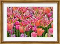 Framed Tulips In Planters, Formal Garden, Mt, Cuba Center, Hockessin, Delaware