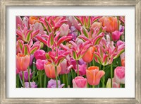 Framed Tulips In Planters, Formal Garden, Mt, Cuba Center, Hockessin, Delaware