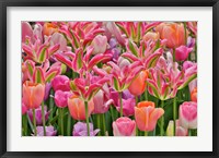 Framed Tulips In Planters, Formal Garden, Mt, Cuba Center, Hockessin, Delaware