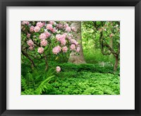 Framed Rhododendrons And Trees In A Park Setting