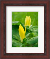 Framed Yellow Trillium, Trillium Erectum, Growing In A Wildflower Garden