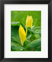 Framed Yellow Trillium, Trillium Erectum, Growing In A Wildflower Garden