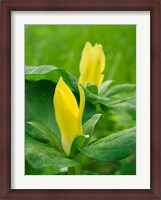 Framed Yellow Trillium, Trillium Erectum, Growing In A Wildflower Garden