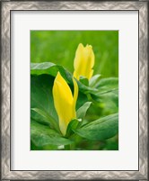 Framed Yellow Trillium, Trillium Erectum, Growing In A Wildflower Garden